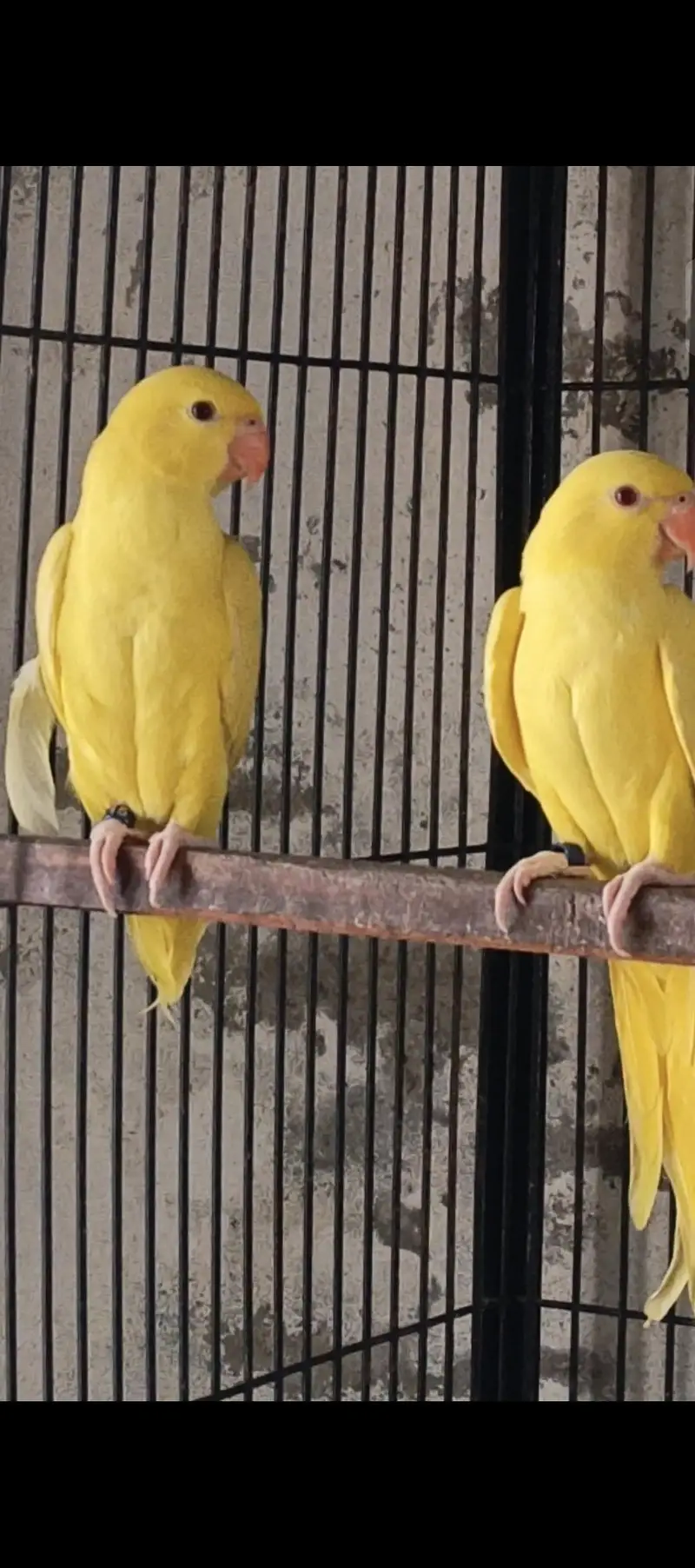 YELLOW RN , WHITE RN AND GREEN PARROTS FOR SALE (READ AD) — photo 5