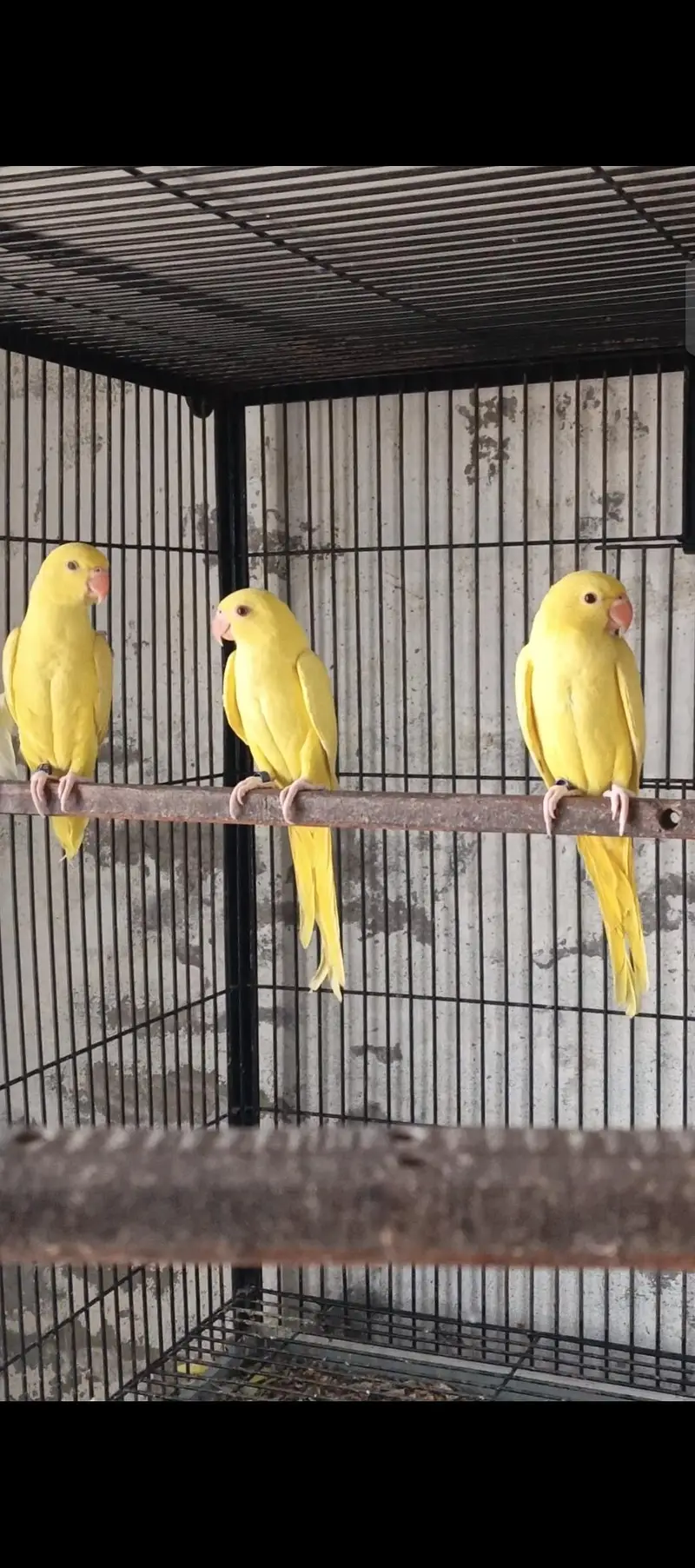 YELLOW RN , WHITE RN AND GREEN PARROTS FOR SALE (READ AD) — photo 6
