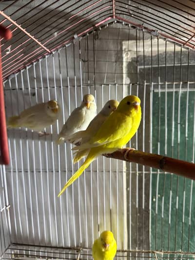Red eye pathay