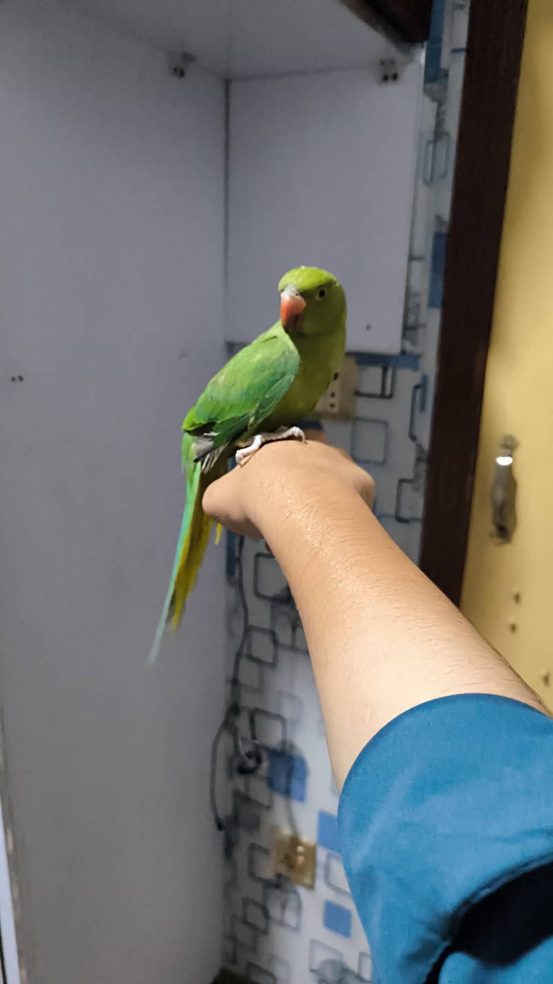 The ring nick parrot 0