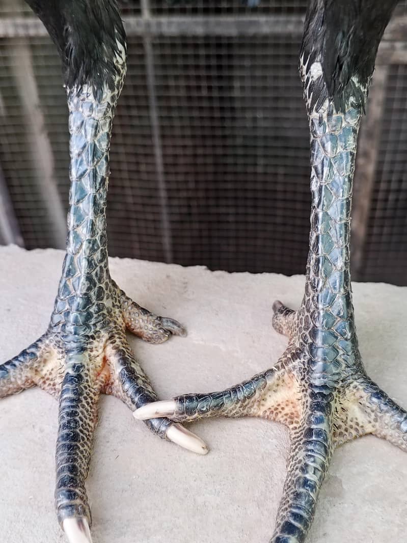 Thai khoya 3