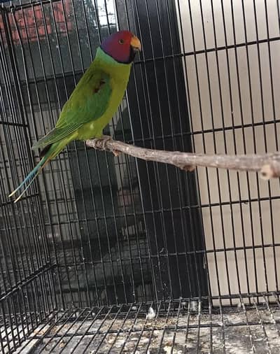 plum head male