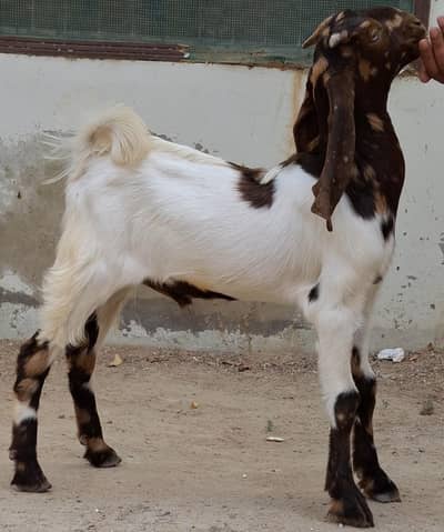 2 Male pateri Goats kids for sale