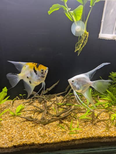 angel fish