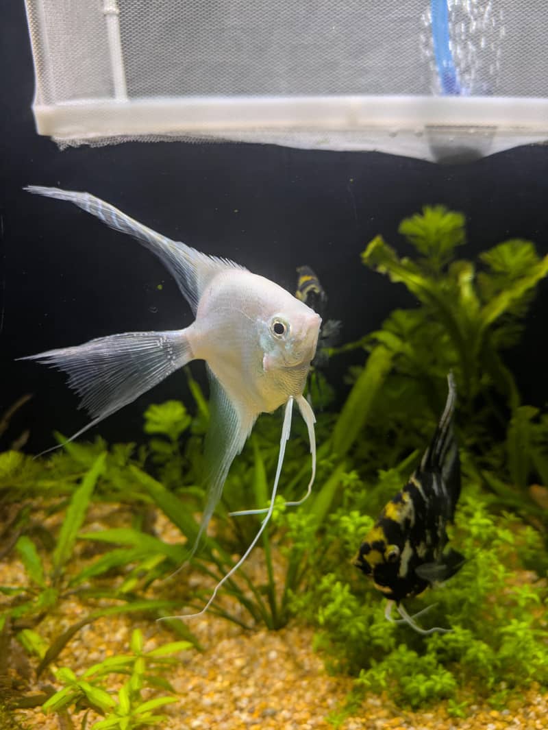 angel fish 1