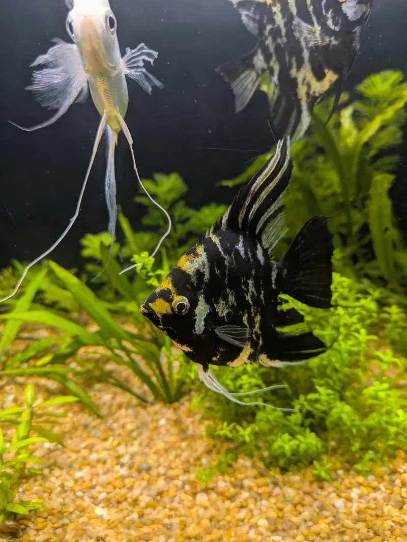 angel fish — photo 3
