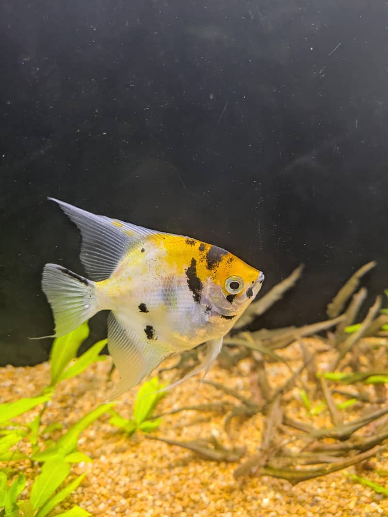 angel fish 3
