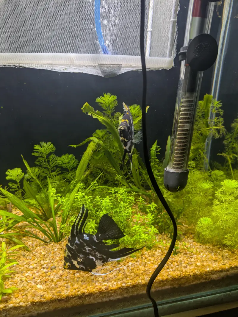 angel fish — photo 5