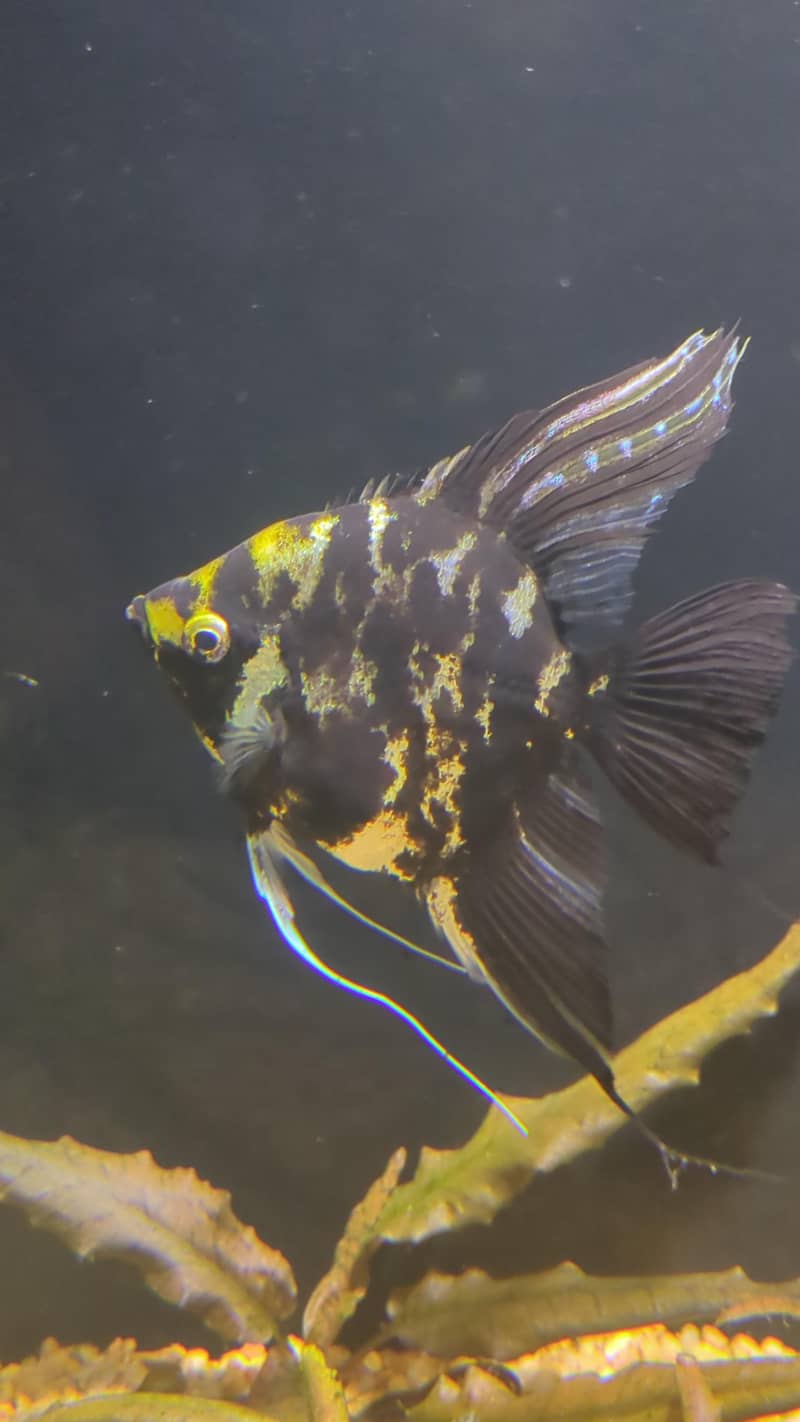 angel fish 5