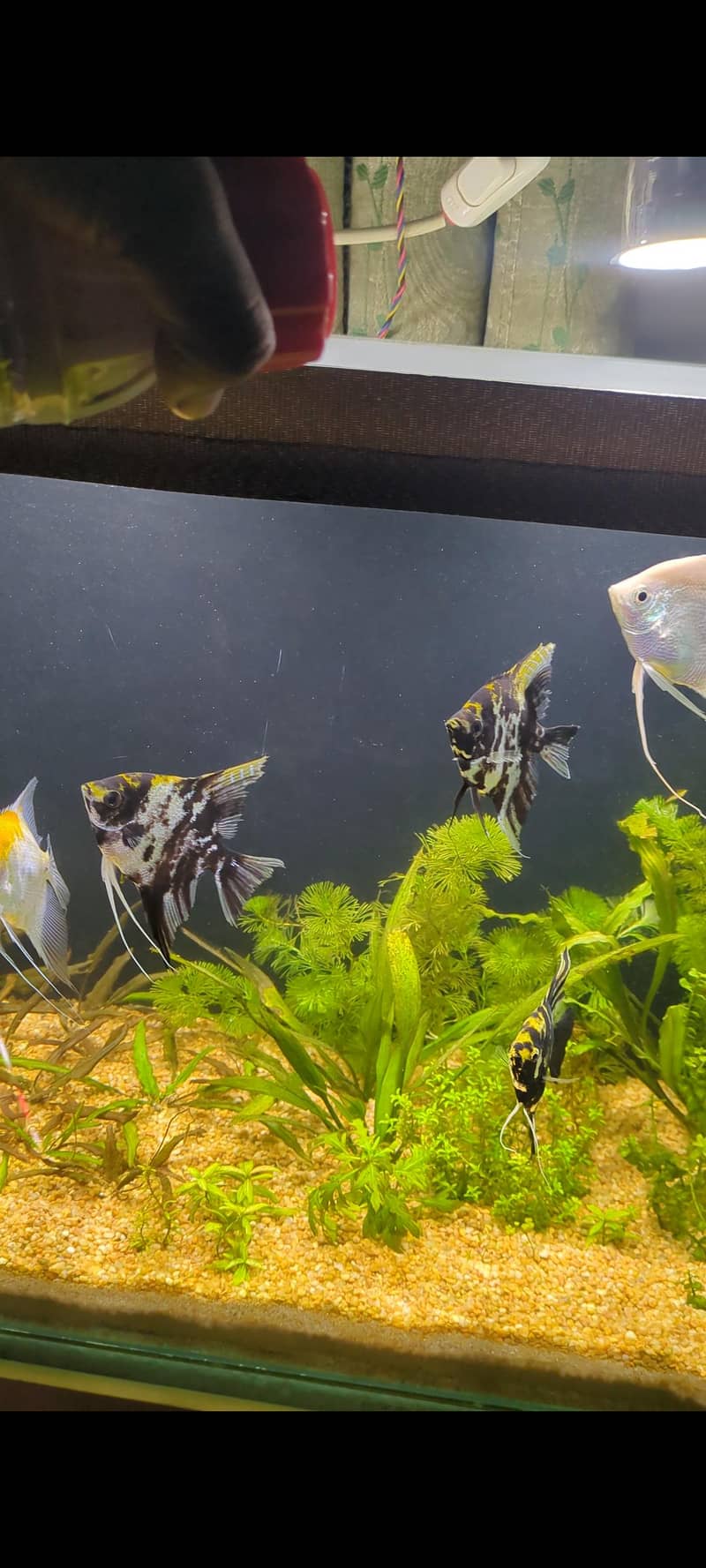angel fish 6
