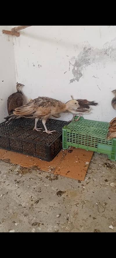 pecock chics