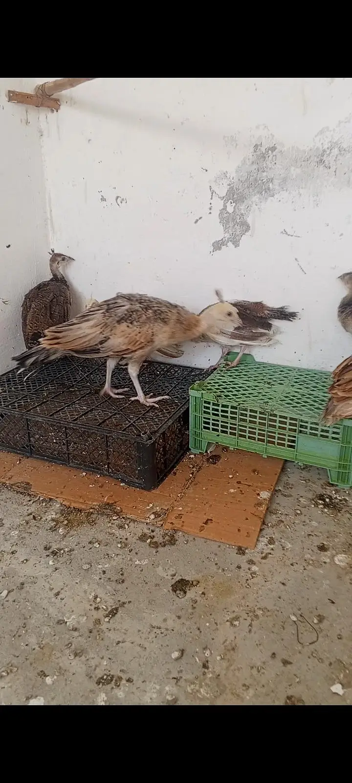 pecock chics