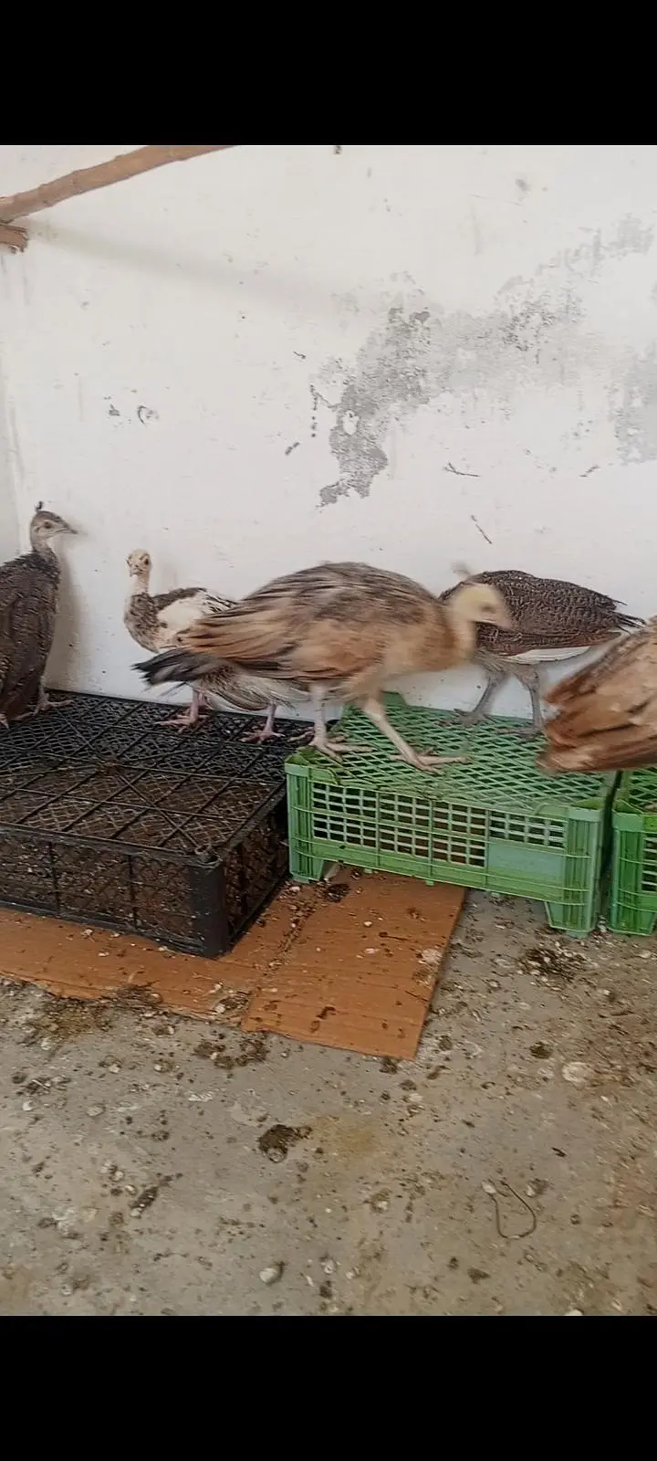 pecock chics — photo 2