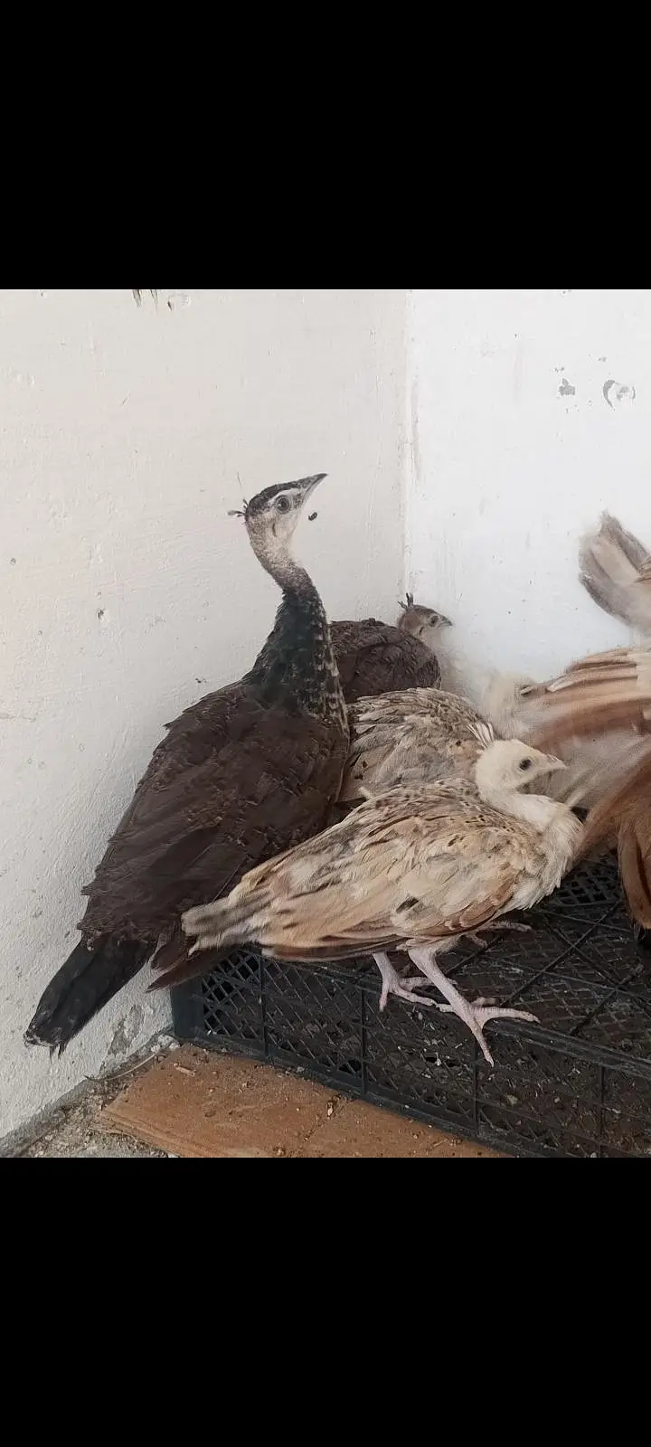 pecock chics — photo 3