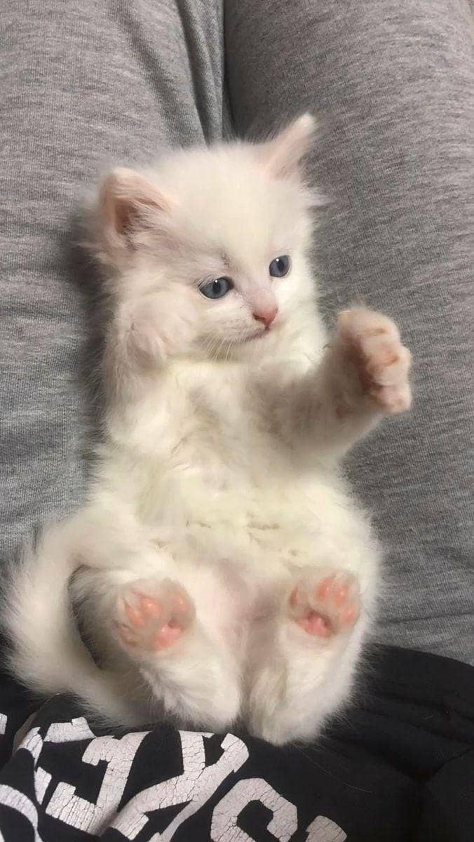 triple layer coated fluffy active kitten 0