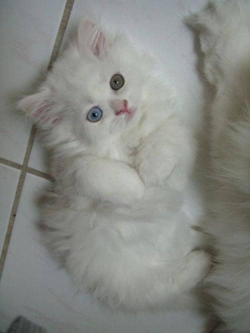 triple layer coated fluffy active kitten 1