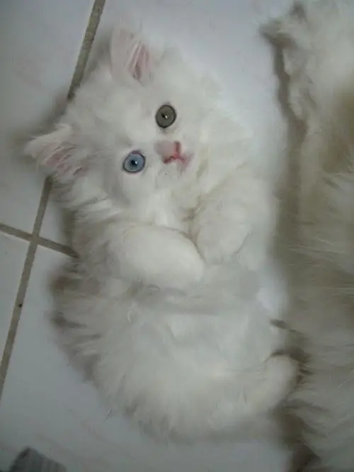 triple layer coated fluffy active kitten — photo 2
