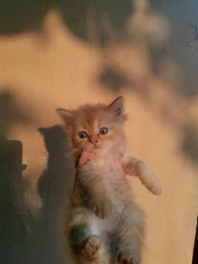 4 person cats cream,Black tortie,ginger and grey white