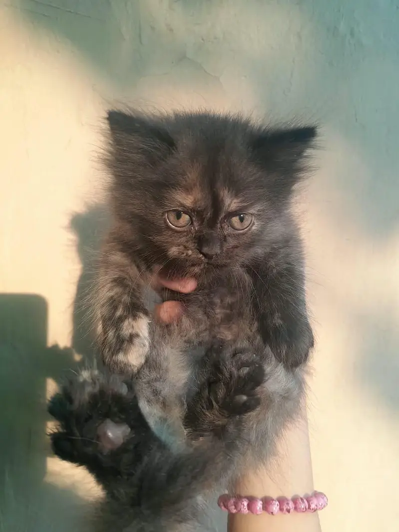 4 person cats cream,Black tortie,ginger and grey white — photo 2