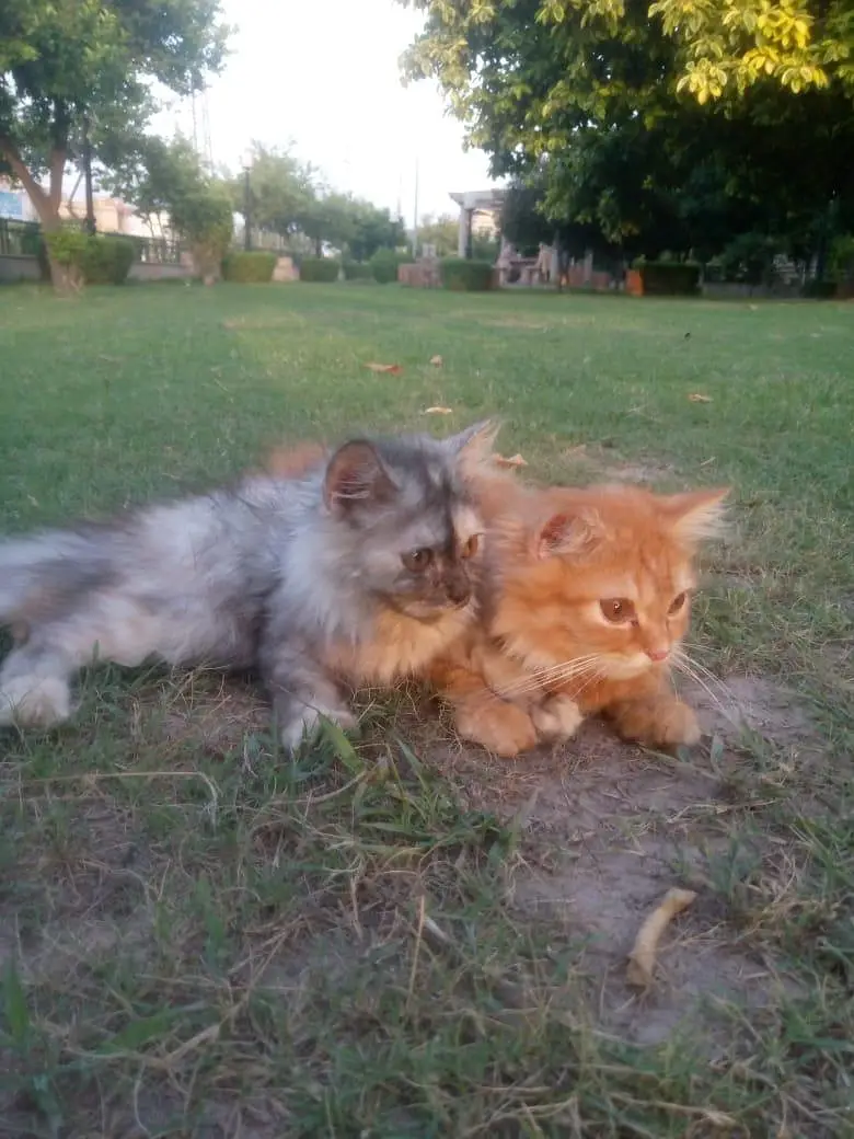 4 person cats cream,Black tortie,ginger and grey white — photo 3