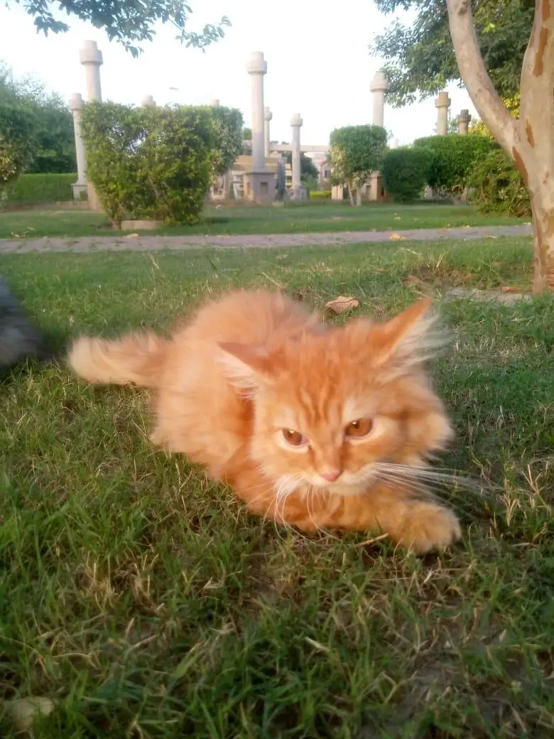 4 person cats cream,Black tortie,ginger and grey white — photo 4