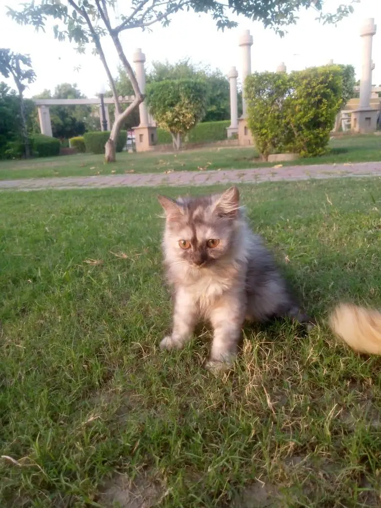 4 person cats cream,Black tortie,ginger and grey white — photo 5