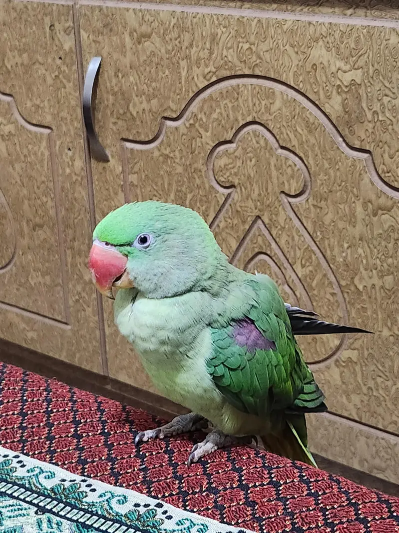 raw parrot — photo 4