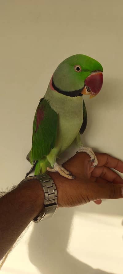 ALEXANDRINE RAW PAHARI MALE PARROT