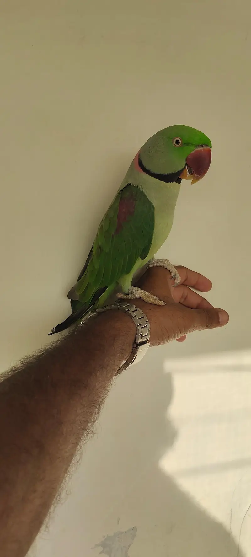 ALEXANDRINE RAW PAHARI MALE PARROT — photo 2