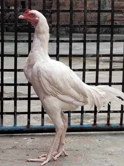 Aseel pair available ha 030990/19811