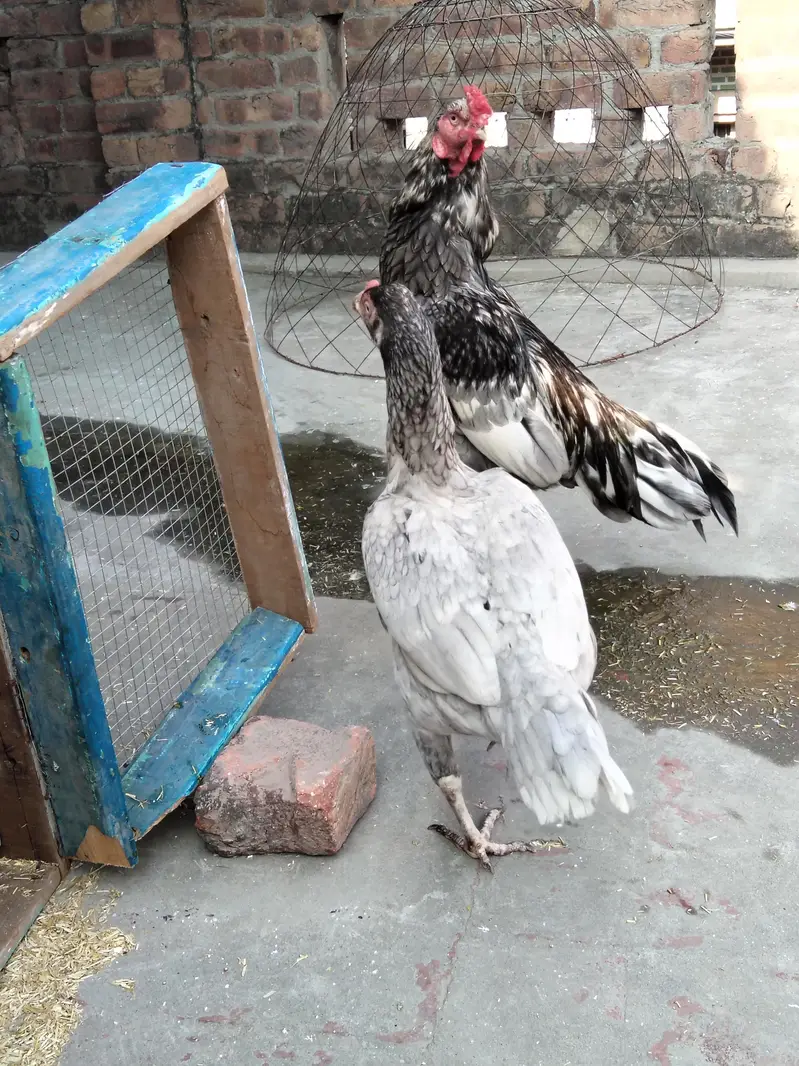 Aseel pair available ha 030990/19811 — photo 5