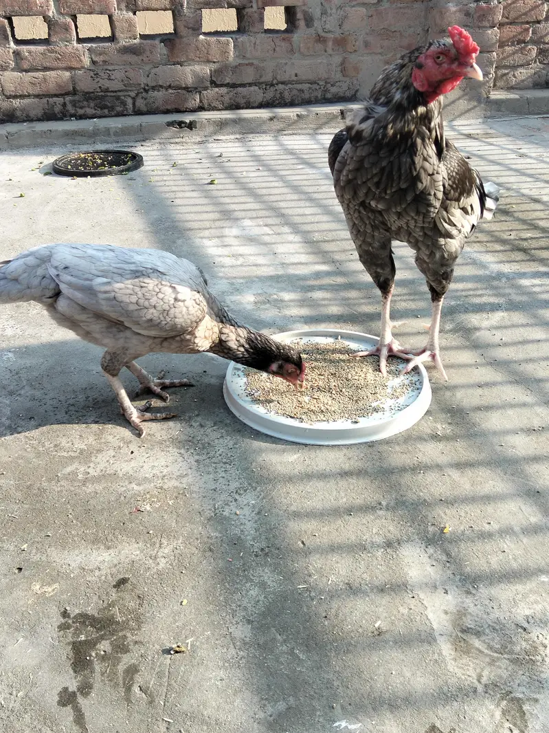Aseel pair available ha 030990/19811 — photo 6