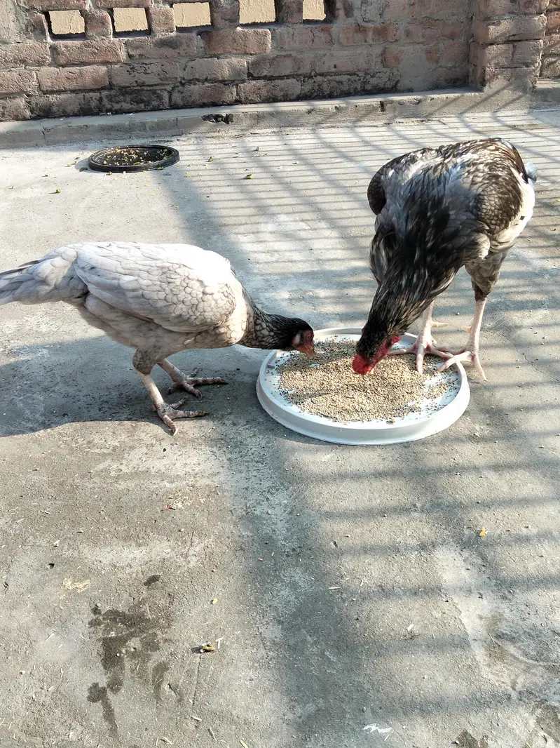 Aseel pair available ha 030990/19811 — photo 7
