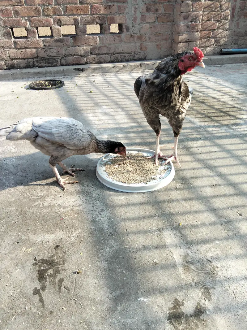 Aseel pair available ha 030990/19811 — photo 9
