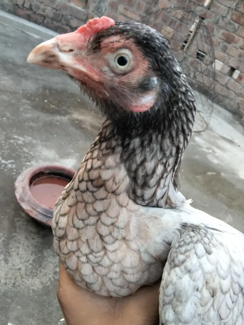 Aseel pair available ha 030990/19811 — photo 10