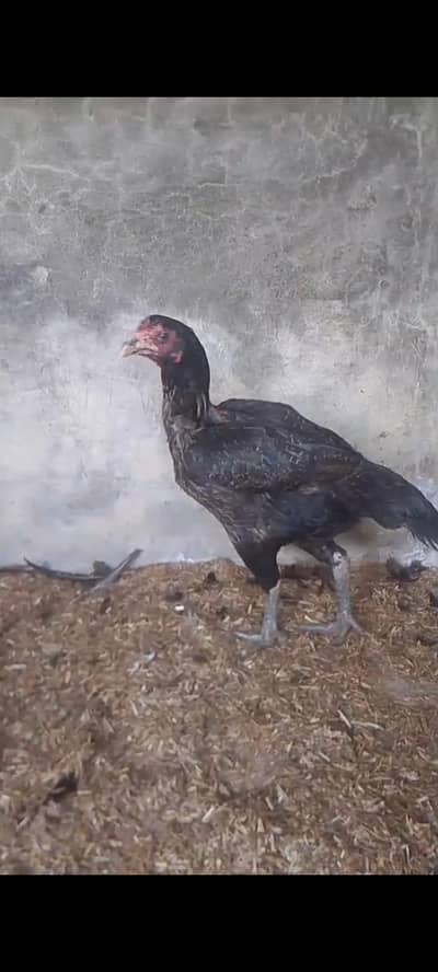 pure Thai breed black eyes females for sale