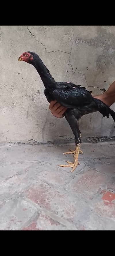 Black Shamo Male