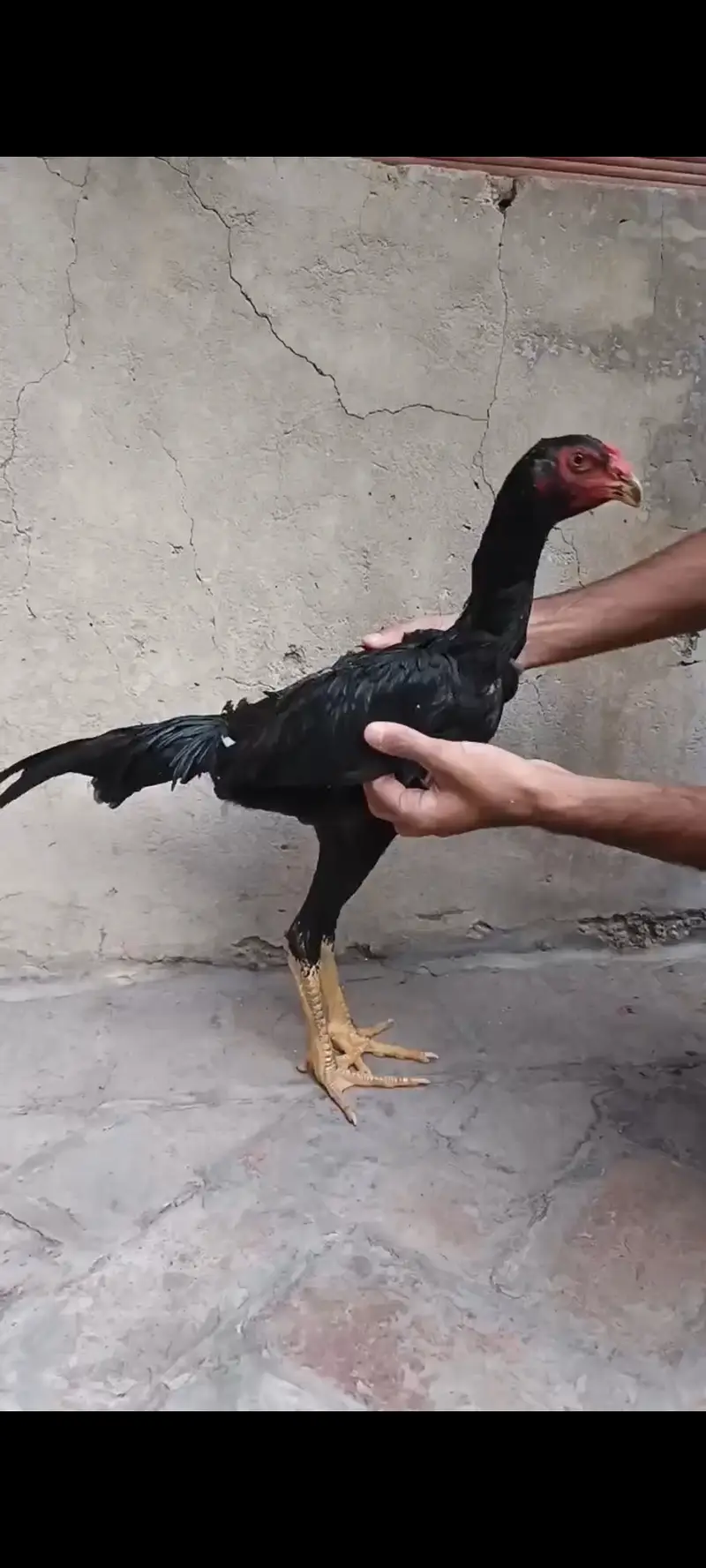 Black Shamo Male — photo 2
