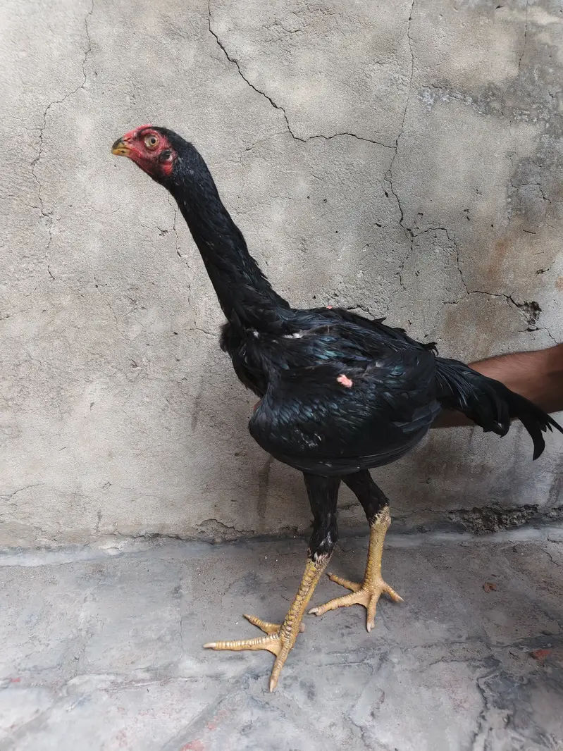 Black Shamo Male — photo 3