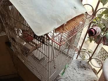 Zarrar Parrot and Chicken Cage, just need a frest wash , Urgent sale