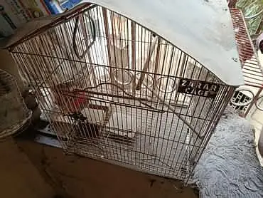 Zarrar Parrot and Chicken Cage, just need a frest wash , Urgent sale — photo 2