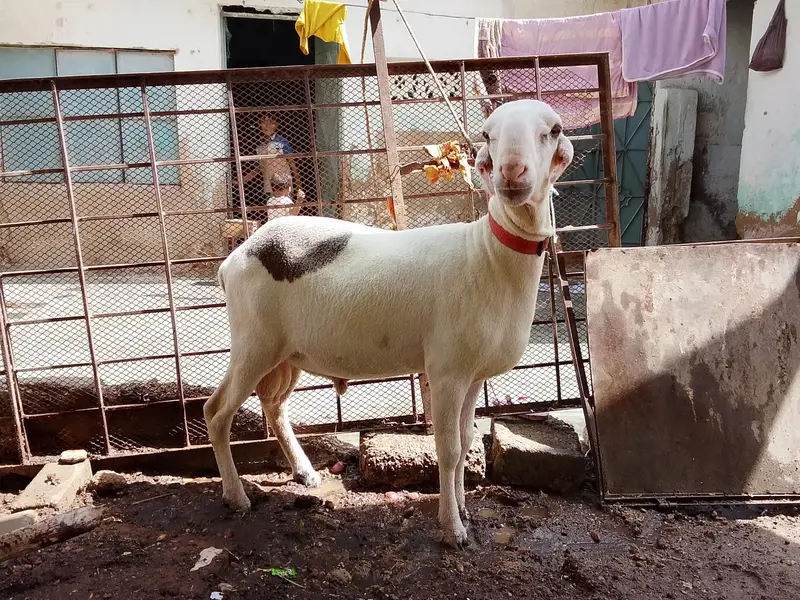 khara dumba for sal ful active hain. — photo 4
