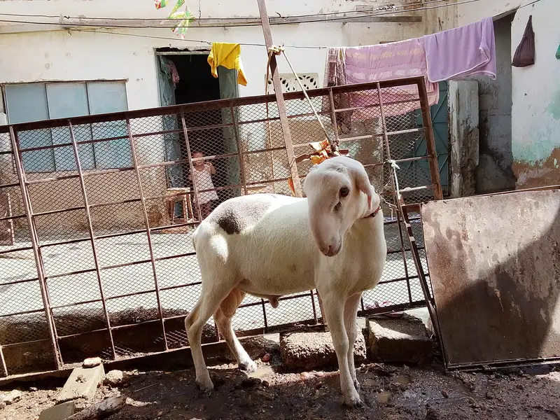 khara dumba for sal ful active hain. — photo 5