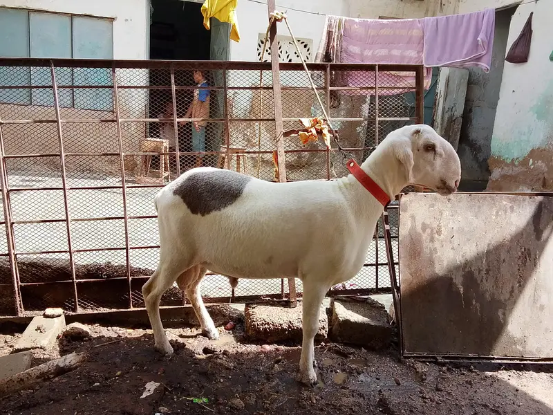 khara dumba for sal ful active hain. — photo 6