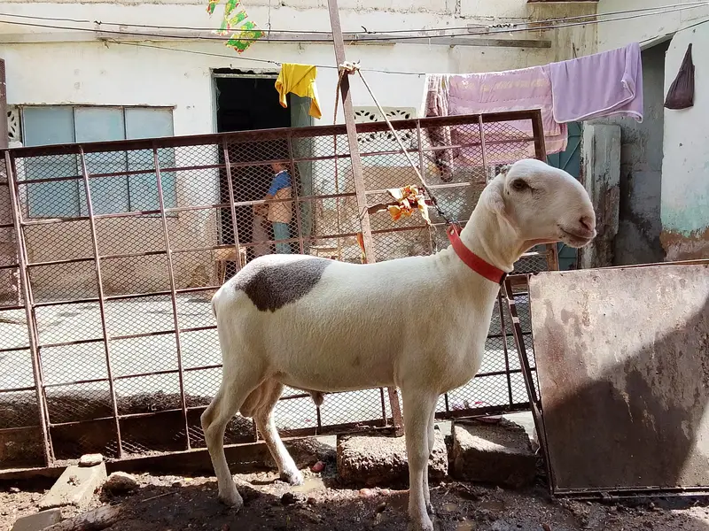 khara dumba for sal ful active hain. — photo 7