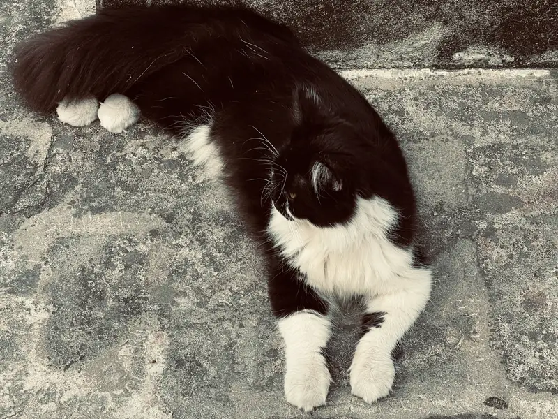 Triple coat — photo 3