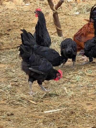 austrolarp chicks