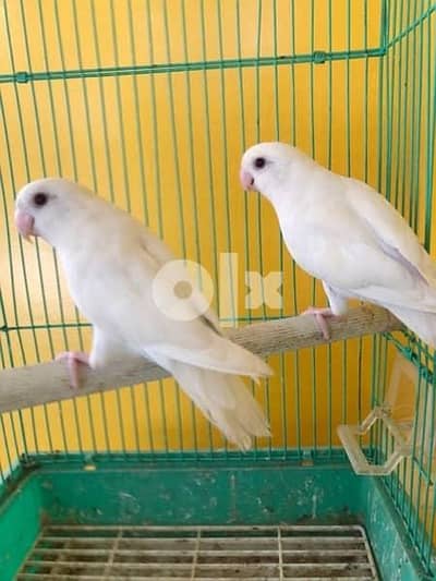 Albino rosi koli no ring