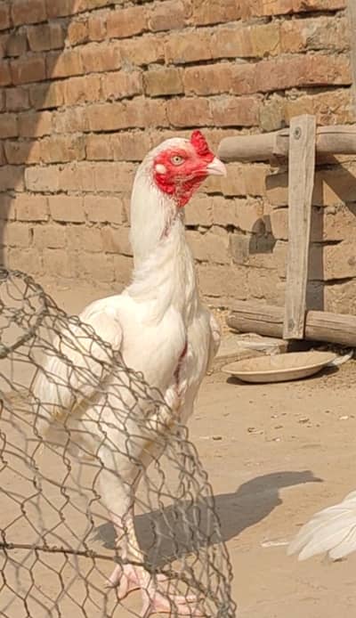 white quality aseel