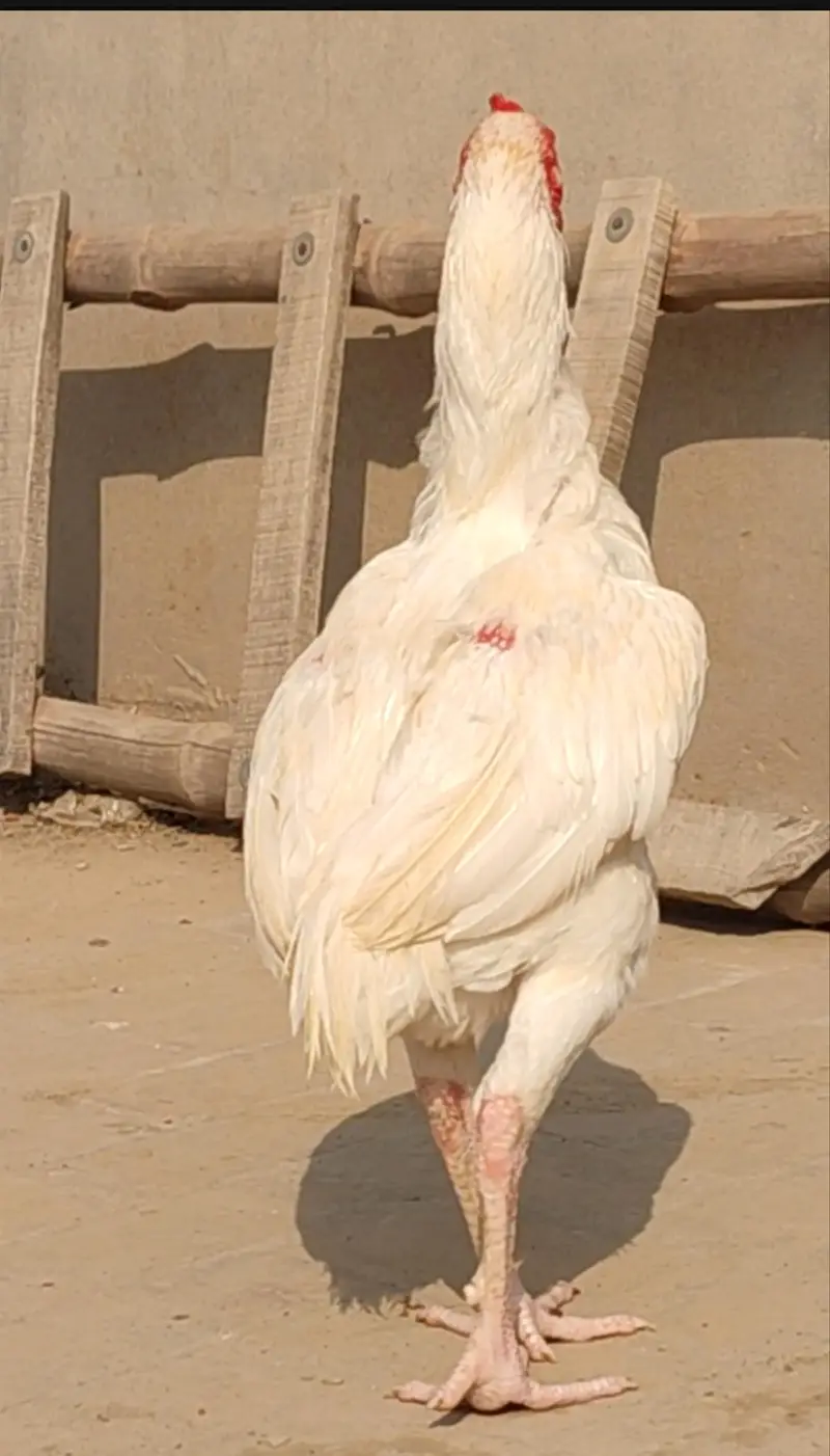 white quality aseel — photo 2